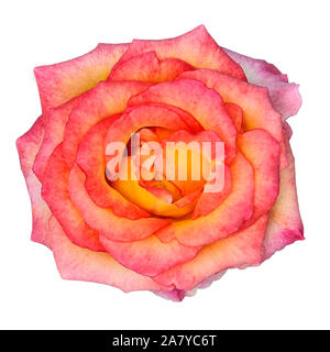 Delicate pink with yellow rose flower close up, isolated on white background. Element of floral design. Natural texture of gentle petals. Colorful flo Stock Photo