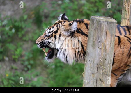 Female Sumatran Tiger, Daseep (Panthera tigris sumatrae) Stock Photo