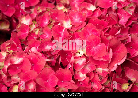 Vibrant Hydrangea macrophylla mop head dark pink flowers flushed with white. Authentic macro composition for floral branding, floristry, gardening. Stock Photo