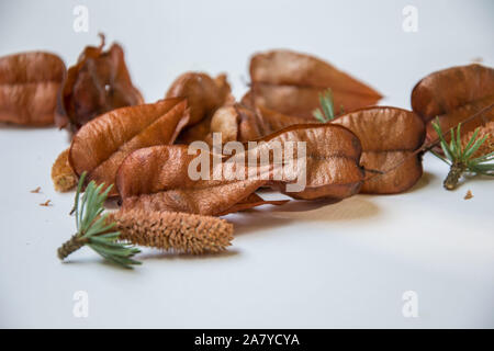 Beautiful brown tree pods and pine cones on white background, autumn decoration Stock Photo
