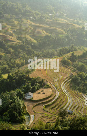 Golden terraced rice field in Vietnam Stock Photo