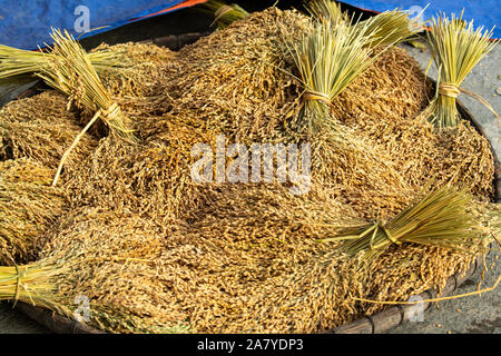 Bundled rice stalks newly harvested Stock Photo