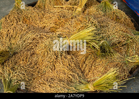 Bundled rice stalks newly harvested Stock Photo