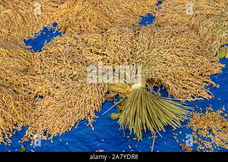 Bundled rice stalks newly harvested Stock Photo