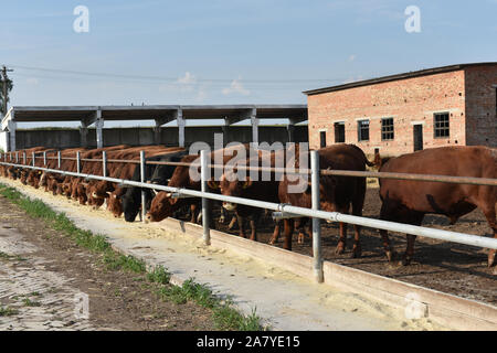 Limousine bulls on a farm. Limousine bulls spend time on the farm. Bulls eat and stand in the pen. A series of photos with red and black bulls in the Stock Photo