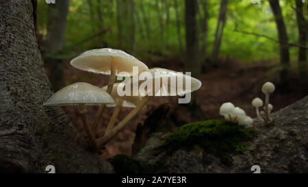 Small white mushrooms growing on tree in Strandja mountain Stock Photo