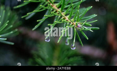 Morning water drop and rain droplets on pine tree in coniferous forest Stock Photo