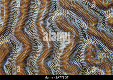 Close up of stony coral structure in the caribbean sea Stock Photo
