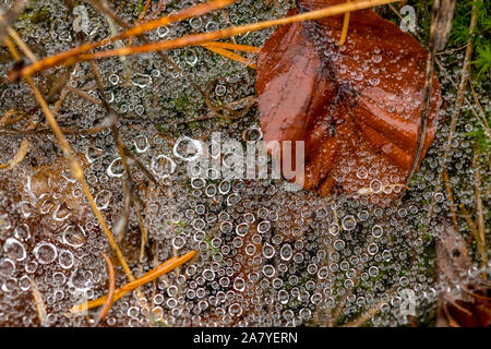 Spider web full of small dew drops on the forest floor with pine needles and autumnal foliage Stock Photo