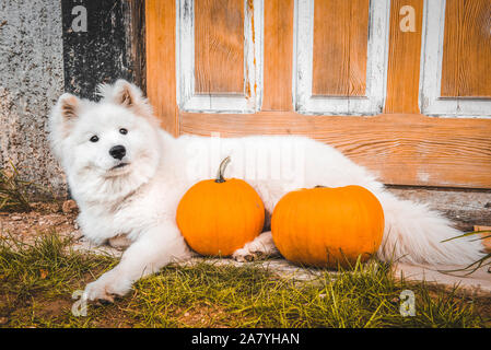 White funny Samoyed dog with halloween pumpkins. Stock Photo