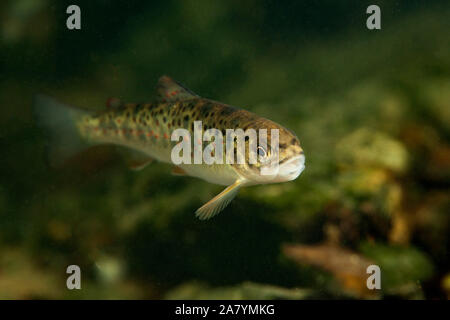 Juvenile trout from Jankovac Lake in Papuk Nature Park, Croatia Stock Photo