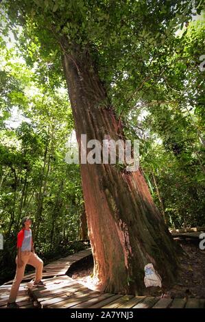 A national park ranger standing below a giant Bornean ironwood tree (Eusideroxylon zwageri) in Sangkima Nature Reserve, East Kalimantan, Indonesia. Stock Photo