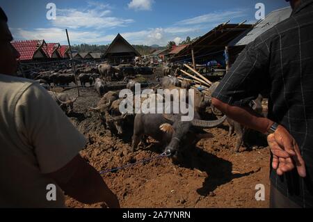 Bolu Market, a traditional livestock market in Rantepao, North Toraja, South Sulawesi, Indonesia. Stock Photo