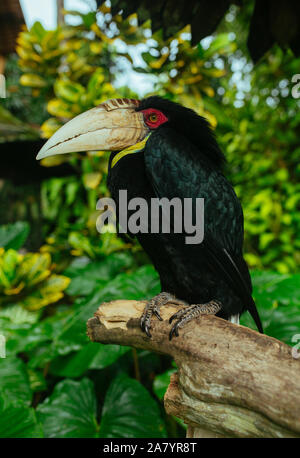Black Parrot with huge Beak sitting on a branch in a tropical park Stock Photo