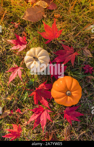 Fall pumpkins and colorful leaves with warm sun.  Thanksgiving Autumnal scene background.  Portrait. Stock Photo