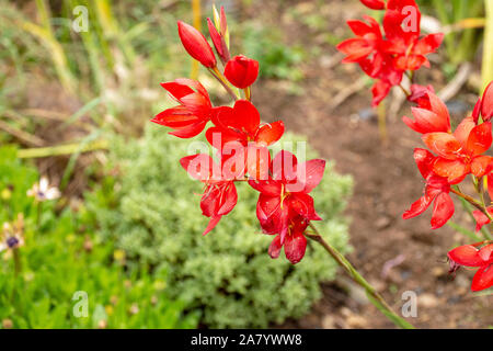 South african gladiolus, 'gladiolus carmineus'. Branch of red flowers with drops of water. Stock Photo