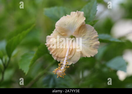Closeup Light Orange Hibiscus flower on blur background Stock Photo