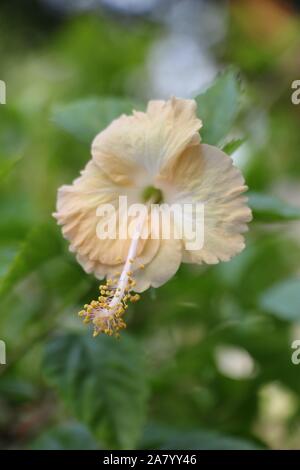 Closeup Light Orange Hibiscus flower on blur background (Portrait) Stock Photo