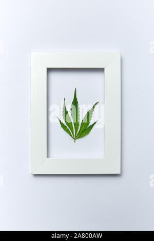 Plant handmade rectangular frame with natural green marijuana leaf on a light grey background, copy space. Concept use of cannabis for medical puposes Stock Photo