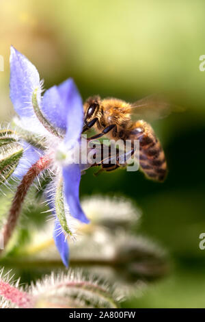 bee is flying in front of o wild flower Stock Photo