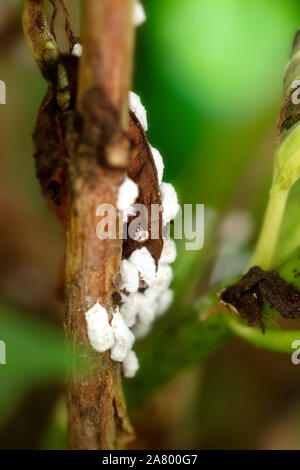 infestation mealybug alamy cocoons pseudococcidae eggs plant
