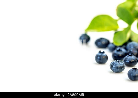 Vaccinium corymbosum, fresh blueberries and leaves isolated von white background, copyspace Stock Photo