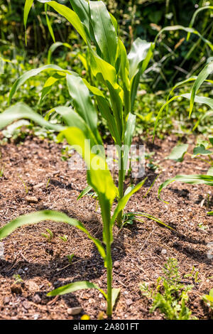 Zea mays growing up, development of sweetcorn for oil, corage maize or biogas Stock Photo