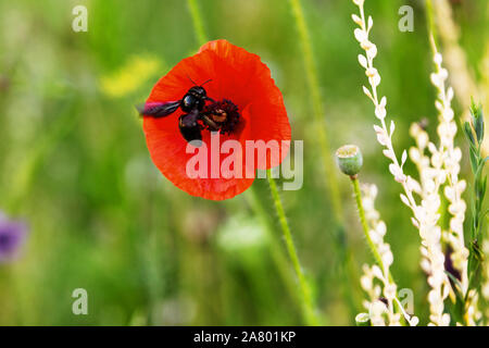 violet carpenter bee sitting on a red papaver blossom, wildlife habitat for a Xylocopa violacea Stock Photo