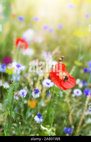 Beautiful flower meadow with wildflowers and colorful blossoms, bumblebee sitting on a poppy Stock Photo