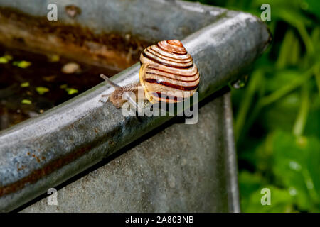 Closeup of a snail (gastropod) crawling in the garden on the edge of a zinc tub with water. Stock Photo