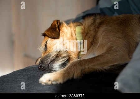 Close-up of dog sleeping on sofa at home Stock Photo