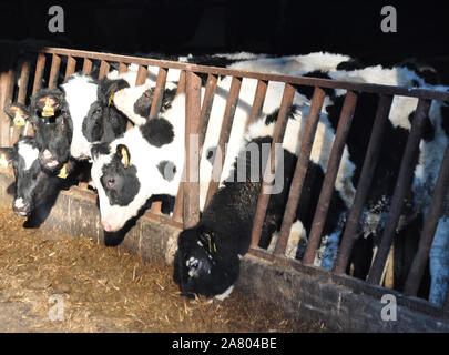 Calves being fed in a barn Stock Photo