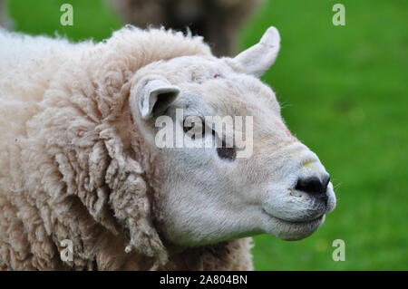 Texel Ram Stock Photo