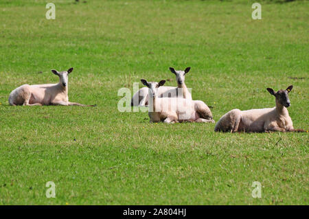 Freshly sheared sheep in field Stock Photo