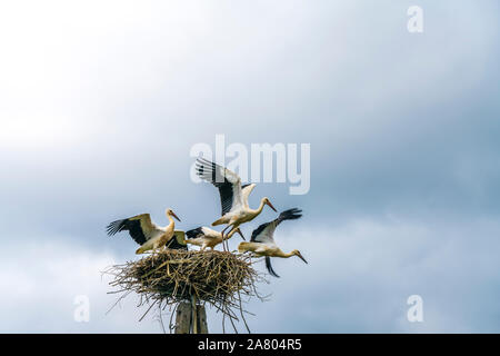 Störche im Nest, Wigry-Nationalpark, Polen, Europa | storks in their nest, Wigry National Park, Poland, Europe