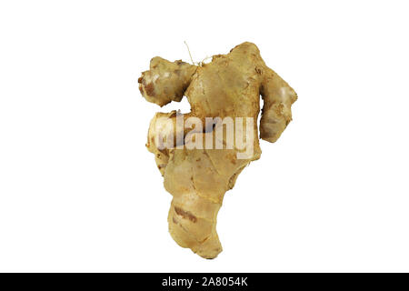 Fresh Ginger (Zingiber officinale) isolated on white background, herb medical concept. Stock Photo