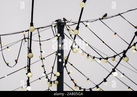 Web of wires of festive lighting with vintage light bulbs on the background of the cloudy sky in the evening. City street festive lighting. Sparrows o Stock Photo