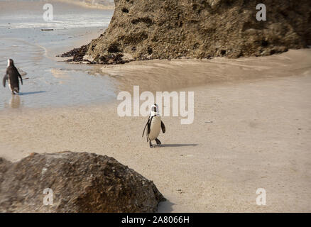 Waddling penguin on the beach of Simonstown, South Africa