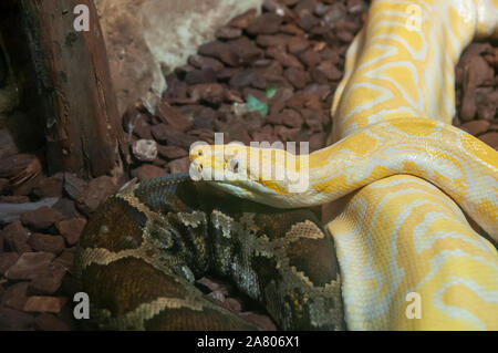 Close-up of an albino Indian python (Python molurus) at Haus Des Meeres, the Aquarium and terrarium building, Esterhazy Park, Mariahilf, Vienna, Austr Stock Photo