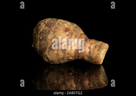 One whole fresh brown jerusalem artichoke isolated on black glass Stock Photo