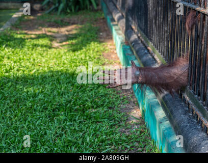 Hand of Orangutan try to reach to visitor or tourist frome the cage at a zoo. Wild Animals in a zoo of Thailand. Stock Photo