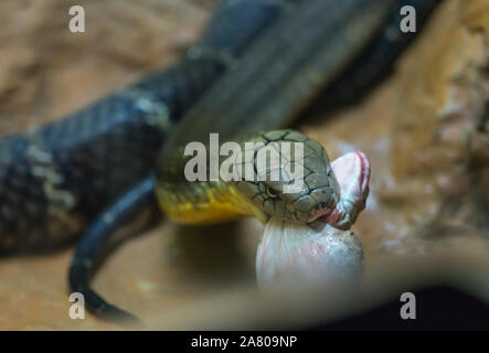 King Crobra eating prey or big frog. Selected focus on snake's head. Close up face of King Crobra. Stock Photo