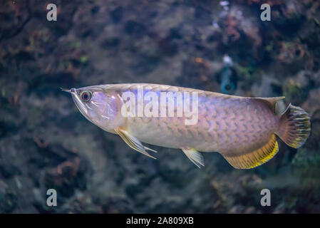 Beautiful fish Arowana or Asian bonytongue Arowana. Science name is Scleropages formosus Stock Photo