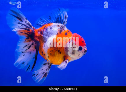 Lionhead goldfish or lion head goldfish with black spot Stock Photo