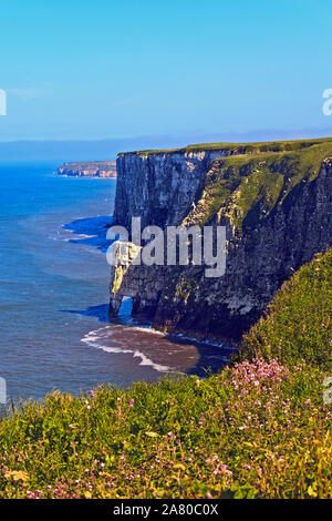 Seabird colony nesting on the chalk cliffs at Bempton Cliffs on the Yorkshire Coast Stock Photo