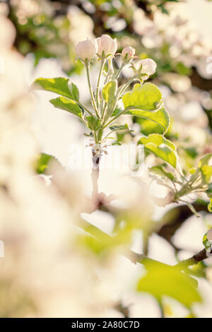 Malus Domestica in the apple blossom season, white and pink buds and flowers on branches Stock Photo