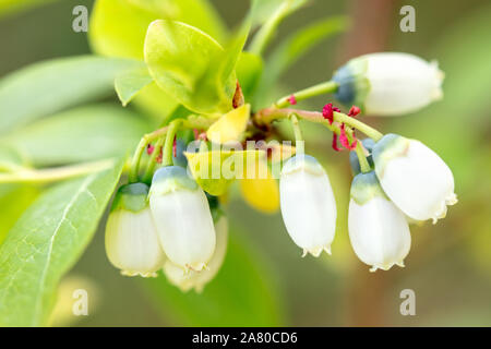 Closeup of blueberry bush blossoms, Vaccinium myrtillus growth with white buds Stock Photo