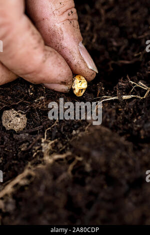 Closeup, Hand with a corn kernel of sweetcorn planting in the soil, growing of a maize kernel Stock Photo