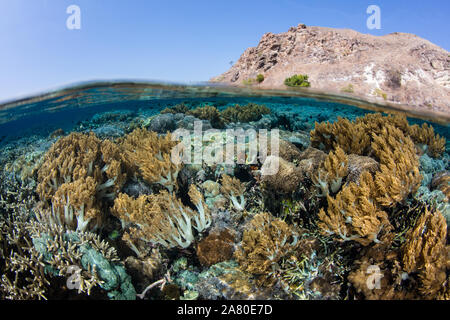 Healthy coral reefs thrive amid the beautiful, tropical seascape in Komodo, Indonesia. This remote region is known for its extraordinary diversity. Stock Photo