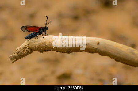 Little red and black insect on branch . Selective focus and macro photography Stock Photo